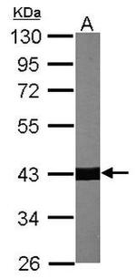 Alpha-Smooth Muscle Actin Antibody in Western Blot (WB)