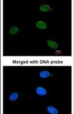 XPB Antibody in Immunocytochemistry (ICC/IF)