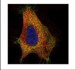 GAD65 Antibody in Immunocytochemistry (ICC/IF)