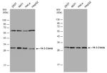 14-3-3 beta Antibody in Western Blot (WB)