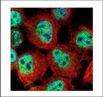 RACGAP1 Polyclonal Antibody