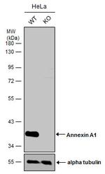 Annexin A1 Antibody in Western Blot (WB)