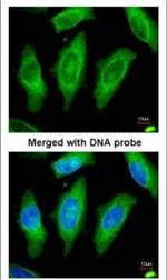 MST3 Polyclonal Antibody