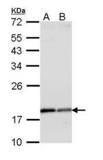 ARF1 Antibody in Western Blot (WB)