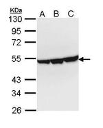 ENO3 Antibody in Western Blot (WB)