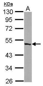 ENO3 Antibody in Western Blot (WB)