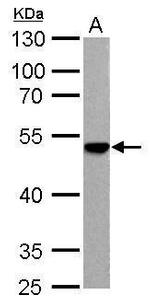ENO3 Antibody in Western Blot (WB)