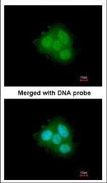 FKBP4 Polyclonal Antibody