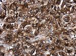 HLA-DR Antibody in Immunohistochemistry (Paraffin) (IHC (P))