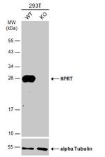 HPRT1 Antibody in Western Blot (WB)