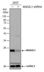 MAD2 Antibody in Western Blot (WB)