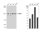 NuMA Antibody in Western Blot (WB)