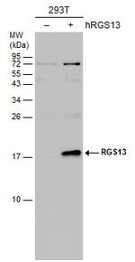 RGS13 Antibody in Western Blot (WB)