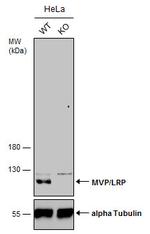 MVP Antibody in Western Blot (WB)