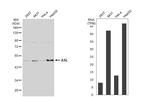 ASL Antibody in Western Blot (WB)