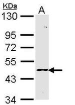Blood Group Lewis A Antibody in Western Blot (WB)