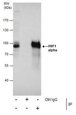 HNF1A Antibody in Immunoprecipitation (IP)