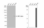 HNF1A Antibody in Western Blot (WB)