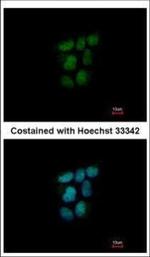 NR0B2 Polyclonal Antibody