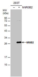 NR0B2 Antibody in Western Blot (WB)