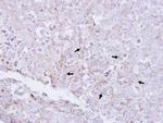 MTMR2 Antibody in Immunohistochemistry (Paraffin) (IHC (P))