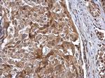 Cullin 7 Antibody in Immunohistochemistry (Paraffin) (IHC (P))