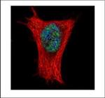 ALY Polyclonal Antibody