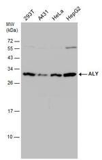 ALY Antibody in Western Blot (WB)