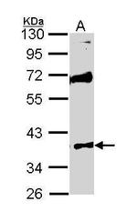 MST4 Antibody in Western Blot (WB)