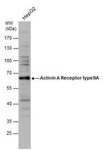 ACVR2A Polyclonal Antibody