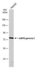 AMPK gamma-2 Antibody in Western Blot (WB)