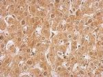 AMPK gamma-2 Polyclonal Antibody