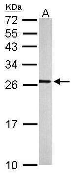RALA Antibody in Western Blot (WB)