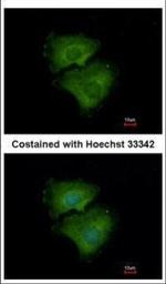 ALPPL2 Antibody in Immunocytochemistry (ICC/IF)