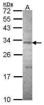 CD298 Antibody in Western Blot (WB)
