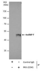 hnRNP F Antibody in Immunoprecipitation (IP)