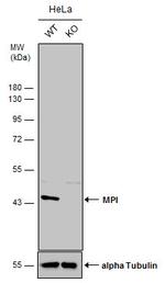 MPI Polyclonal Antibody