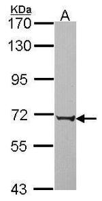PABPC3 Antibody in Western Blot (WB)