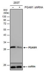 PGAM1 Antibody