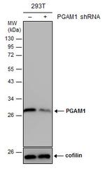 PGAM1 Antibody in Western Blot (WB)