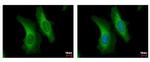 SERPINB6 Polyclonal Antibody