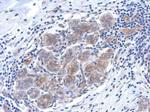 SERPINB6 Antibody in Immunohistochemistry (Paraffin) (IHC (P))