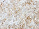STX5 Antibody in Immunohistochemistry (Paraffin) (IHC (P))