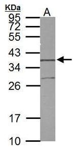 STX5 Antibody in Western Blot (WB)