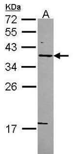 STX5 Antibody in Western Blot (WB)