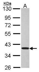 TSSC1 Antibody in Western Blot (WB)