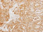 TUFT1 Polyclonal Antibody