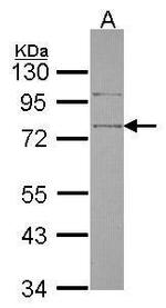 SRPX Antibody in Western Blot (WB)