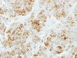 KYNU Polyclonal Antibody