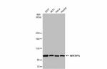 NPEPPS Antibody in Western Blot (WB)